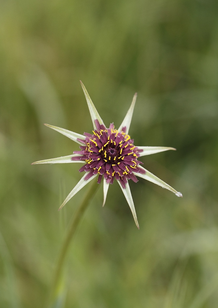 Tragopogon porrifolius